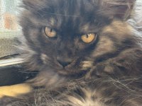 Saf Maine Coon Yavru