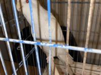 Albino Yakışıklı Erkek Sultan Papağanı