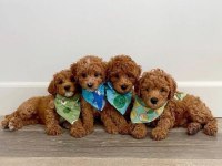 Toy poodle köpeğimiz için ulaşın
