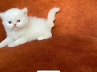 A Kalite Red Point British Longhair Yavrular