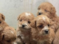 Mini Mini Maltipoo Teacup