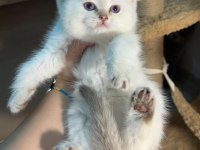 British Shorthair Point Şampiyon Bebekler