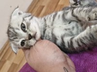 2 Aylik Scottish Fold