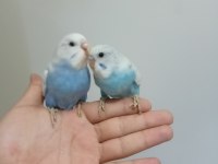 Ev Üretimi Muhabbet Kuşu Yavruları