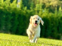 Safkan Golden Retriever Bebeklerimiz