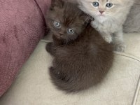British Longhair Yavru Kedilerimiz