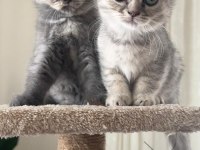 2 Aylık Yavru Kediler