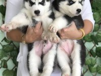 Sevimli Husky (Sibirya Kurdu) Yavruları