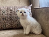 Scottish Fold Shorthair Silver Shaded Ns11 Bebeğimiz.