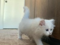 Kusursuz British Longhair 3 Aylık