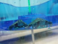 Orijinal Singapur Kırmızı Yanak Kaplumbağa