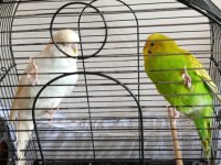 Çift muhabbet kuşu