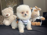 Ayı Surat Pomeranian Boo Köpek Yavruları