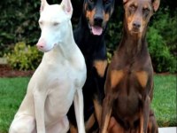 Ekmek Elden Su Gölden Doberman