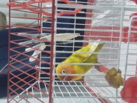 5 Aylık Konuşan Cennet Papağanı Tam Takım Eşyalarıyla