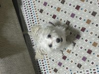 8 Aylık Tüm Aşıları Tam Dişi Yavru Maltipoo