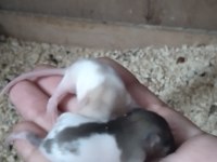 Bilinçli Rat Sahibinden Bebek Ratlar
