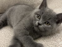 Turşu Kız British Shorthair 7 Aylık Her Şeyi Tam