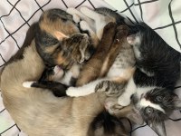 Bu yavru kediler sahiplendirilecektir