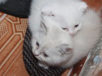 Safkan Beyaz British Shorthair Yavrularımız Yeni Yuvalarını Arıyor!