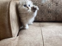 Full Şecereli Anne Babanın Scottish Fold Longhair Bebeği