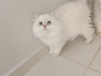 4.5 aylık şecereli safkan dişi yavru british longhair