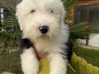 Sevgi Dolu Dev Köpek Bobtail