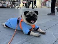 Eğitimli bakımlı 1.5 yaş pug