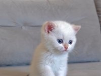 Muhteşem kan hattına sahip british shorthair bebeklerim