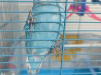 Konuşan Muhabbet Kuşu Çift Mükemmel İkili