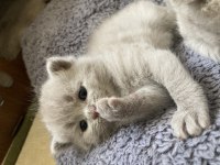 British shorthair lilac