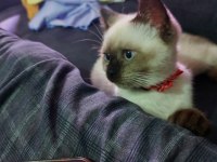 Safkan Dişi British Colorpoint