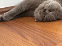 Kısırlaştırılmış British Shorthair 4 Yaşında