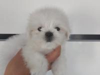2.5 Aylik Kore Maltese Erkek