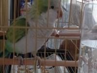 Yüksek mutasyon monk papağanı