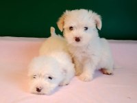 Sıfır Numara Maltese Yavrularımız