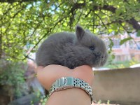 Hollanda Cüce Tavşanı (Netharlend Dwarf)