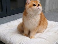 British Shorthair Golden Yavrular Şecereli Üst Kalite