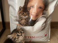 Orjinal Irkta Nadir Bulunan Bir Cins British Longhair