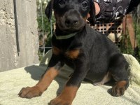 King Doberman Bebekleri