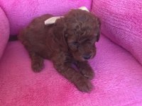 Sağlıklı Kore Poodle