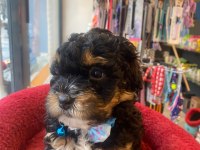 Black Tan Phantom Renk Poodle (Aklıma Yatan Irklar Takas Da Yapabilirim)