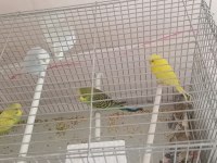 Yavru ve yetişkin çift muhabbet kuşlar