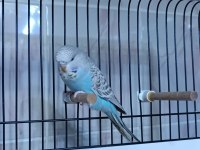 1 Adet Yeme Düşmüş Jumbo Dişi Muhabbet Kuşlar