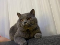 Safkan British Shorthair