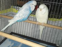 Jumbo çift muhabbet kuşlar