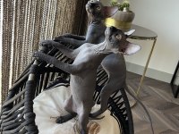 Sphynx sfenks bebekleri