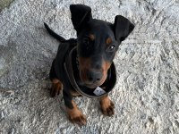 Doberman yavrumuz ateş