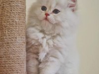 Golden Point British Longhair Yavru Erkek