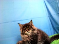 İlloai Ve Arthur Eşleşmesi En İri Şecereli Safkan Maine Coon